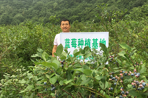 Pada tahun 2015,-syarikat-bertindak-aktif-kepada-dasar-pembasmian-kemiskinan-sasaran-negara-dan-bekerjasama-dengan-petani-tempatan-di-Jilin-untuk-mewujudkan-blueberry-dan-ungu -asas-pengeluaran jagung.